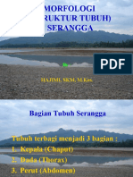 STRUKTUR TUBUH SERANGGA