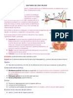 26 Anatomia Del Piso Pelvico