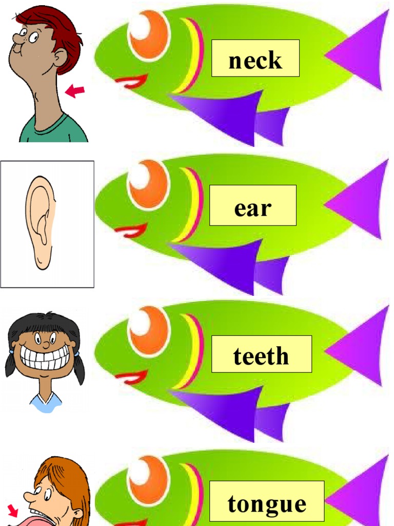 Body Parts | PDF