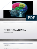 Neuroanatomía básica del SNC