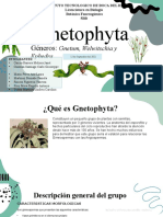 6 Gnetophyta