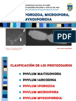 C6 - Phylum Sporozoa - Phylum Microspora - Phylum Mxosporidia
