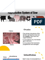 Reproductive System of Sow