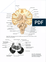 Libro de Neuroanatomía de Snell - 8°edición - Compressed-146-243 - 0082-0082