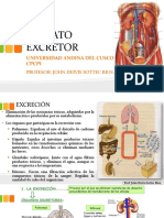 Aparato Excretor PDF