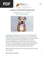 5 Types of Pit Bull Dog Breeds