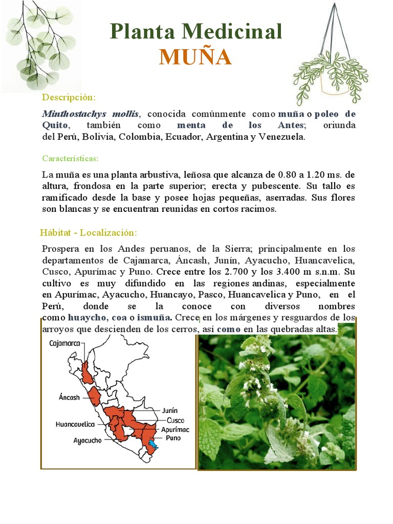 Características y usos de la muña | PDF | Botánica | Plantas