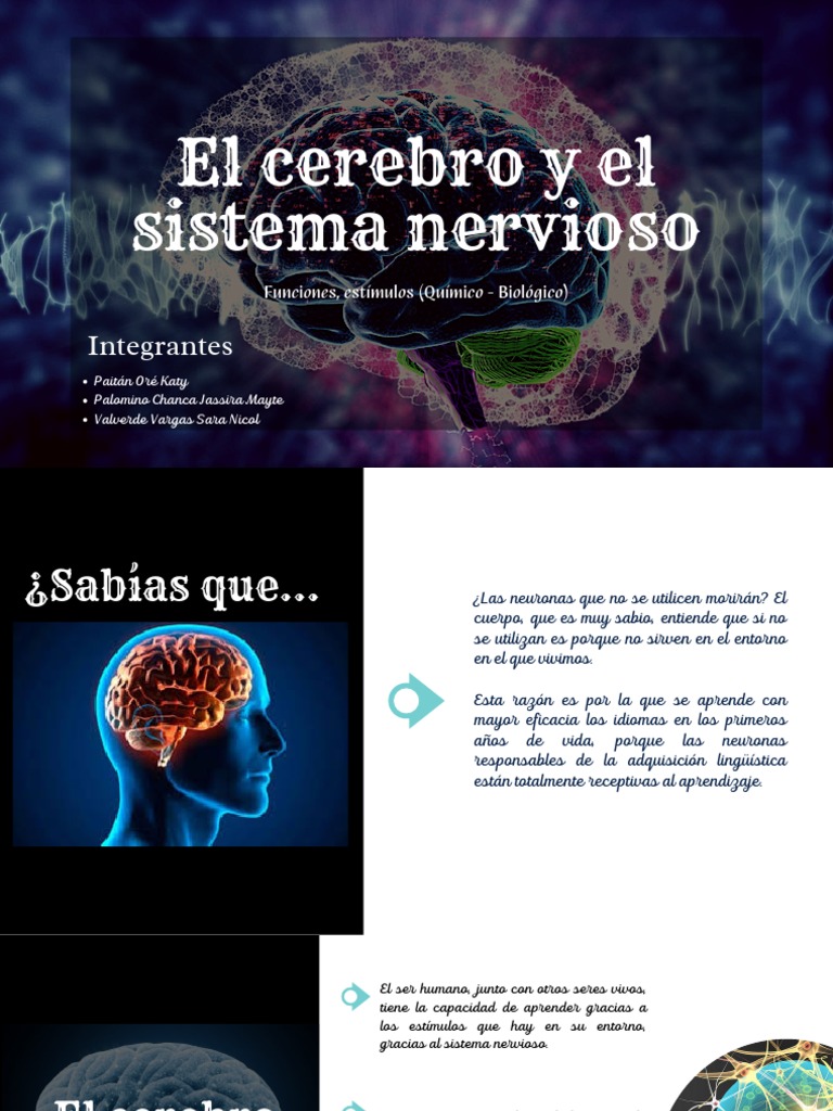 Partes y Funciones del Cerebro | PDF | Cerebro | Sistema nervioso