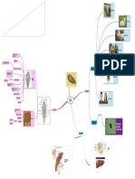 Fasciola Hepática Mapa Mental