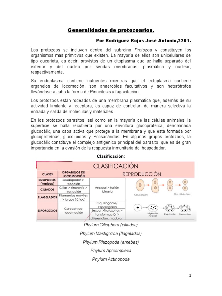 Generalidades de Protozoarios Resumen RODRIGUEZ ROJAS JOSE ANTONIO ...