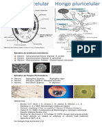 Levaduras Unicelulares y Hongos Pluricelulares Rodríguez Rojas José Antonio 