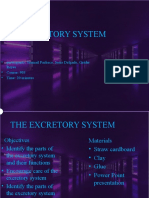 The Excretory System Parts and Functions