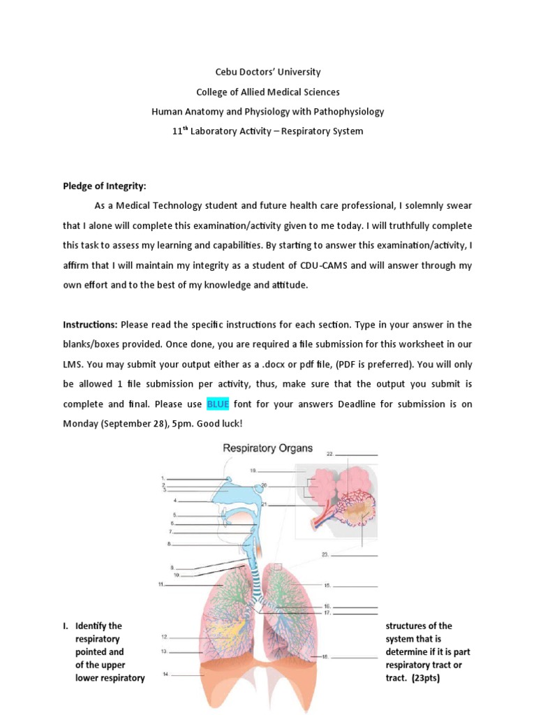 Respiratory System Lab Activity Guide | PDF | Respiratory System | Lung