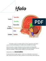 Anatomia Encefalo