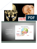 Cabeza y cuello: anatomía general y estructuras clave