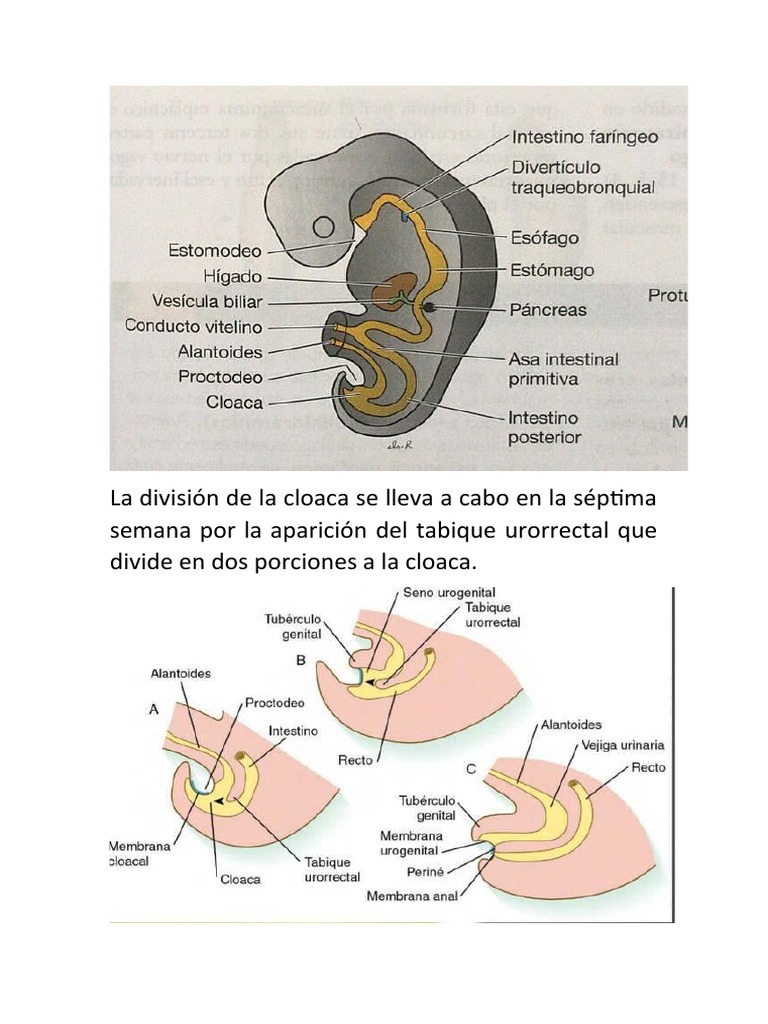 División de la Cloaca en Embriones | PDF
