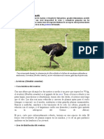 Aves gigantes: características del avestruz, emú y ñandú