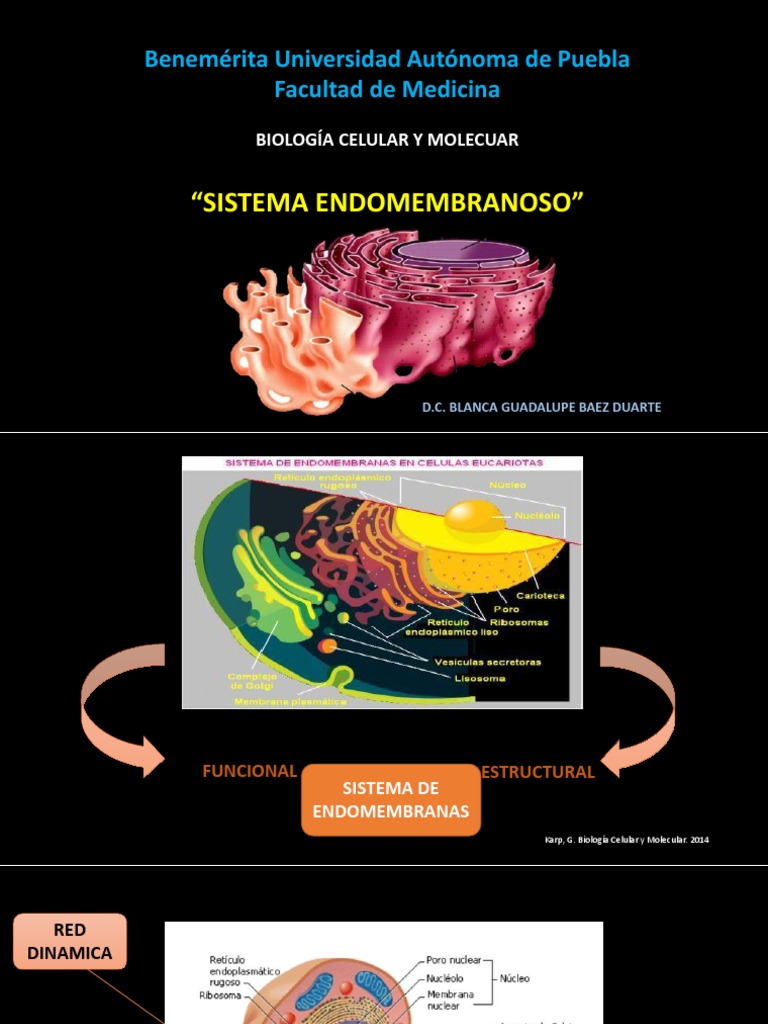 Sistema Endomembranoso Descargar gratis PDF Citoplasma Retículo