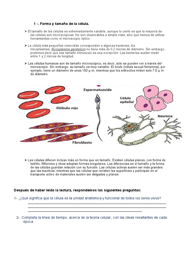 Forma y Tamaño de La Celula | PDF | Biología Celular) | Microscopio