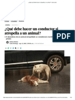 ¿Sabes Qué Debes Hacer Si Atropellas A Un Animal - Diario Libre