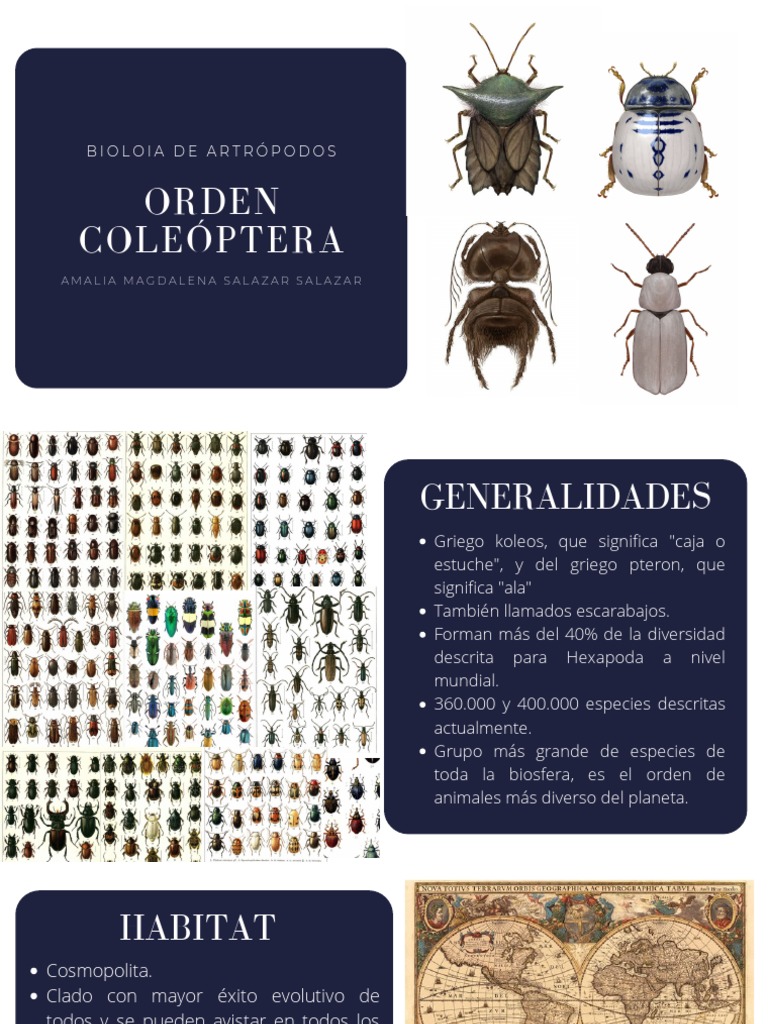 Diversidad y Morfología de Coleópteros | PDF | Escarabajo | Hexapoda