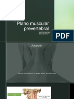 Plan muscular prevertebral