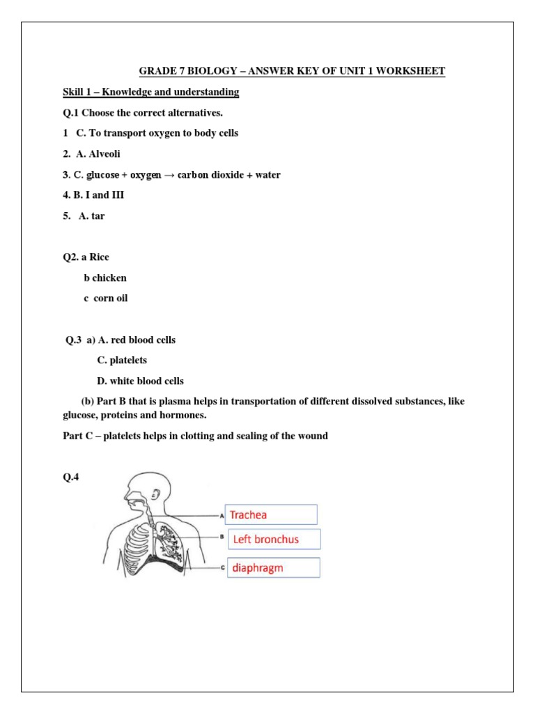 Biology Worksheet Answer Key Unit 1- 21-22 | PDF | Blood | Lung
