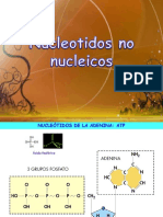 Nucleótidos No Nucleicos