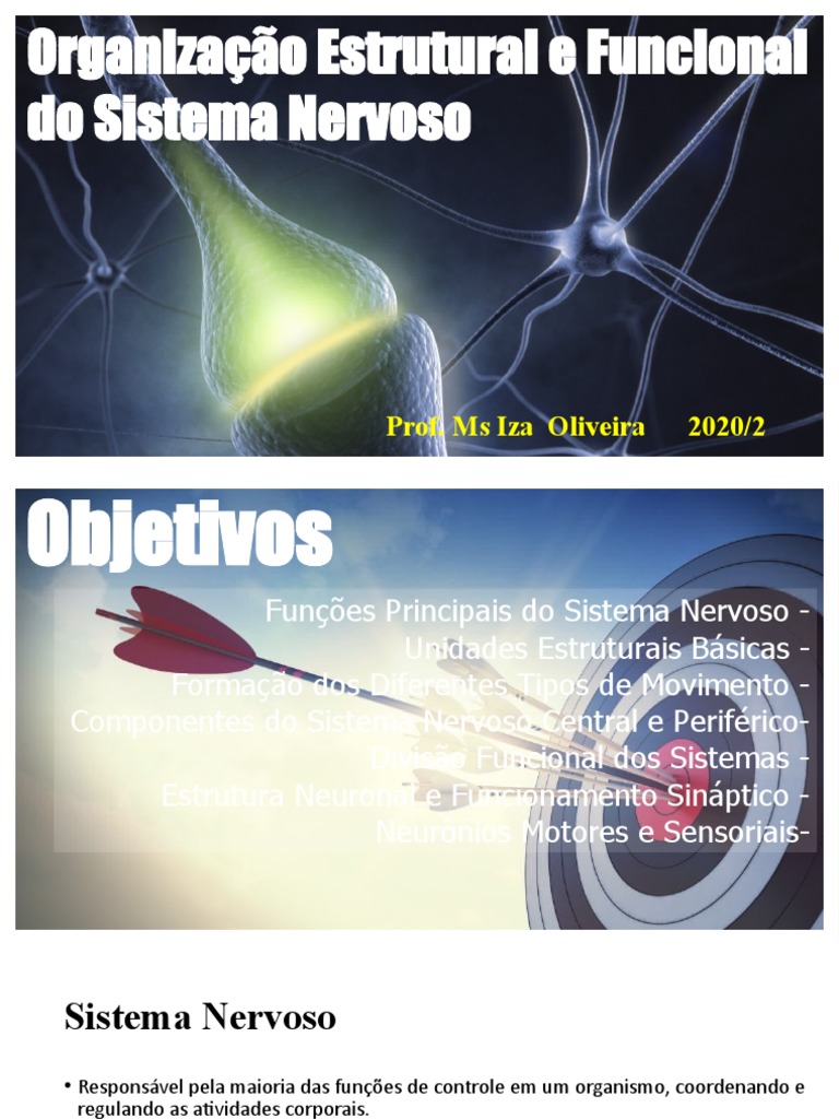 Organização Estrutural e Funcional do Sistema Nervoso: Uma Visão Geral ...