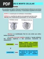 Tipos de Morte Celular: Apoptose e Necrose | PDF | Necrose | Apoptose