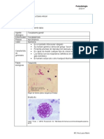 Actividad Toxoplasma Gondii