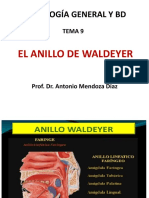 Aillo de Waldeyer
