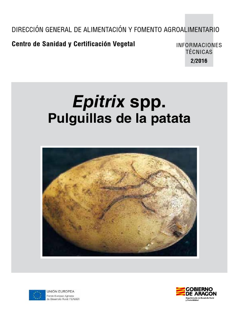Epitrix Cucumeris PDF Patata Botánica