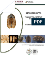 Ficha Técnica de Gorgojo Khapra TROGODERMA Granarium
