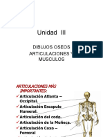 Dibujos Osteomuscular