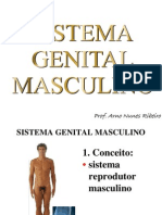 SistemaGenitalMasculinobiol.impressao