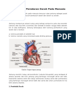 Struktur Alat Peredaran Darah Pada Manusia