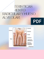 Caracteristicas Del Cemento y Hueso Alveolar.