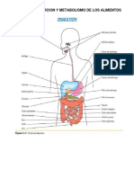 Digestion-Absorcion-Metabolismo