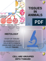 Tissues in Animals