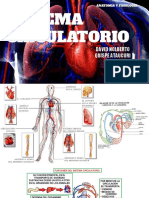 Sistema circulatorio: anatomía y fisiología