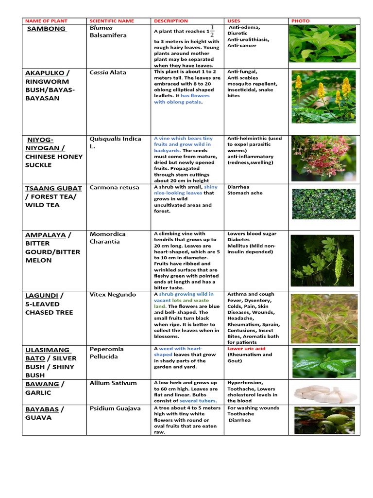 Accepted Herbal Plants of DOH PDF Plants Botany