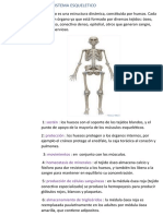 Sistema Esqueletico