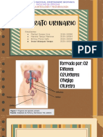 Seminario Grupo 01-Aparato Urinario