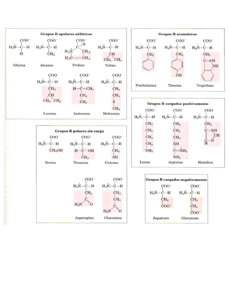 Tabla de Aminoácidos - Clasificación | PDF
