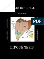 Lipogénesis: la síntesis de ácidos grasos