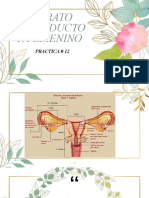 El aparato reproductor femenino: órganos y funciones