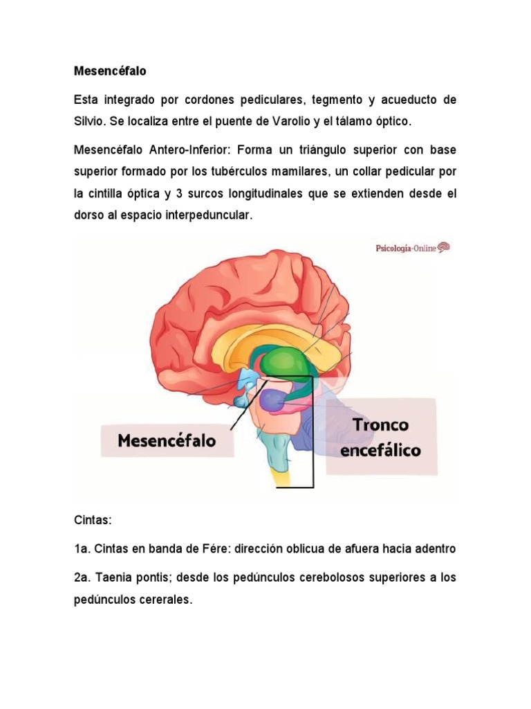Mesencéfalo | PDF | Sistema nervioso | Anatomía