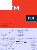 Mapa Circulación Fetal