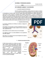 MOD VI - El APARATO URINARIO HUMANO Y El EXCRECIÓN